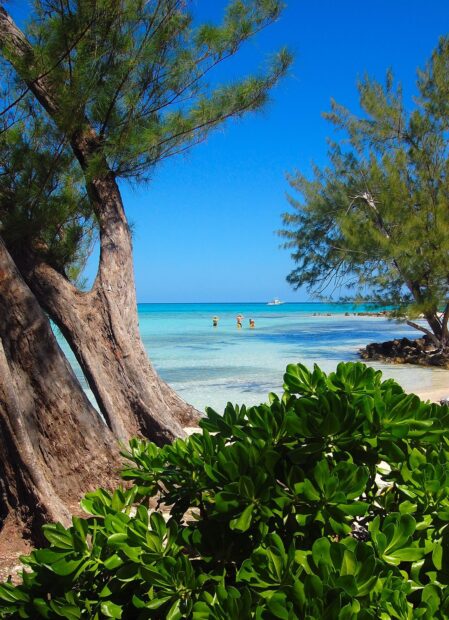 Tropical trees and clear blue sea in Cayman Islands with people enjoying the water