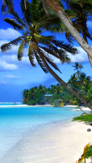 Tropical palm trees along the shore in Cayman Islands with clear blue water and white sand beach