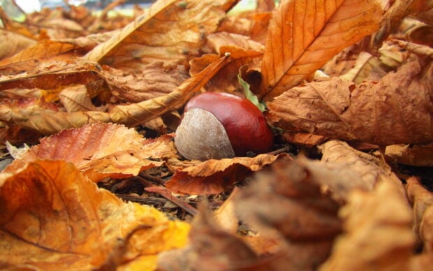 A single chestnut lies surrounded by dry autumn leaves on the forest floor, HD Desktop Wallpaper