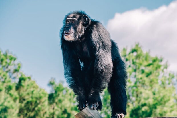 A close up of a chimpanzee standing on a wooden platform with green trees and blue sky background