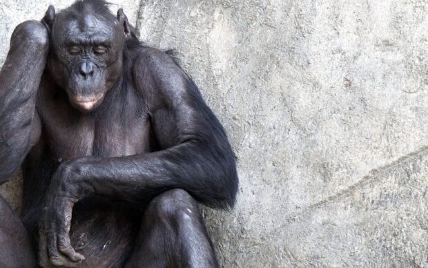 A pensive chimpanzee resting against a textured gray stone wall with closed eyes