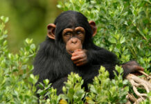 A thoughtful chimpanzee surrounded by green leaves in a natural habitat