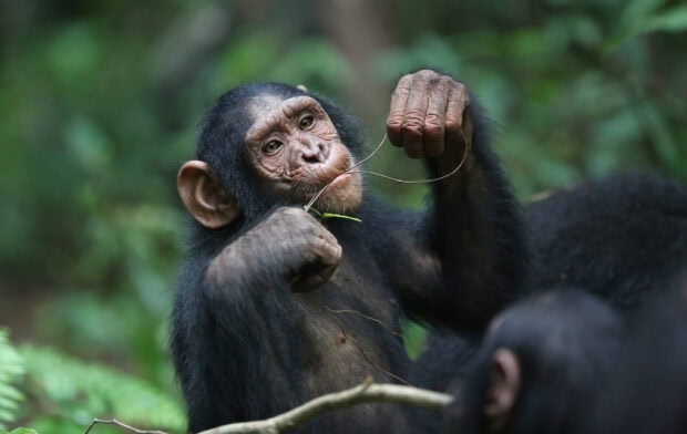 A young chimpanzee holding a twig in its hands in a natural green forest environment