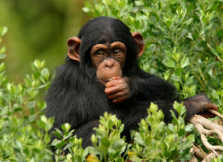 A thoughtful chimpanzee surrounded by green leaves in a natural habitat