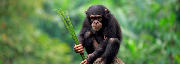 A young chimpanzee holding green leaves while sitting on a rock in a lush forest background