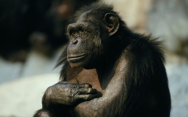A close up of a thoughtful chimpanzee resting its arms across its chest in natural light