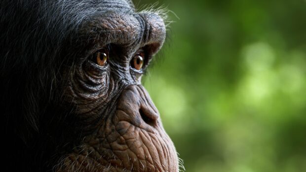 Close up profile of a chimpanzee showing detailed facial features and deep brown eyes