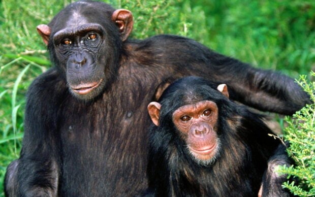 Two chimpanzees sitting closely together in a green natural environment