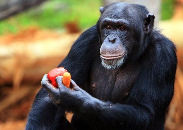 A chimpanzee holding a red pepper and a carrot with a thoughtful expression in natural light