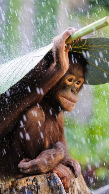 A young chimpanzee holding a large leaf over its head to shelter from heavy rain