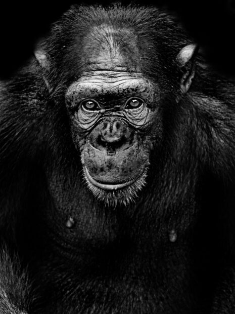Close up black and white photo of a chimpanzee's detailed face looking directly at the camera