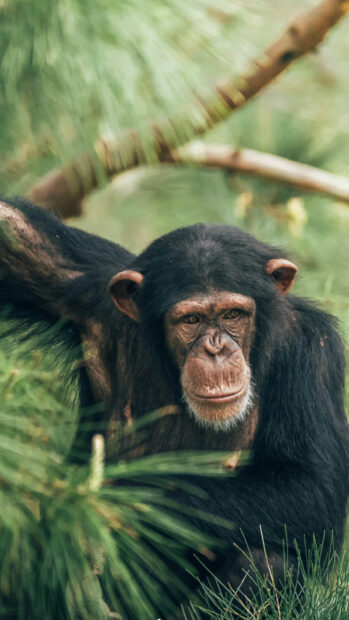 A close up of a chimpanzee resting among green foliage in its natural habitat