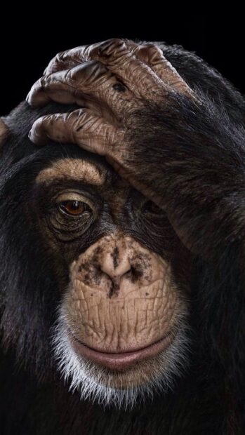 A close up portrait of a chimpanzee with its hand on its head showing detailed facial features and expression