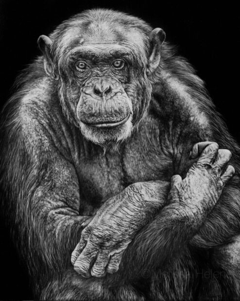 A close up photo of a chimpanzee with detailed fur and expressive eyes sitting against a black background