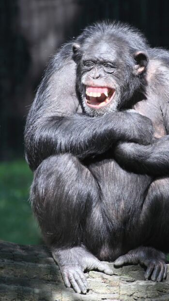 A laughing chimpanzee sitting on a log in bright sunlight with detailed fur texture