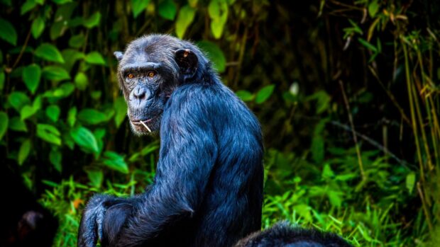 A close up of a chimpanzee sitting in a green forest with detailed fur and attentive eyes