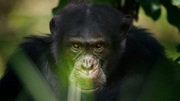 A close up of a chimpanzee's face with intense eyes surrounded by green foliage in high resolution