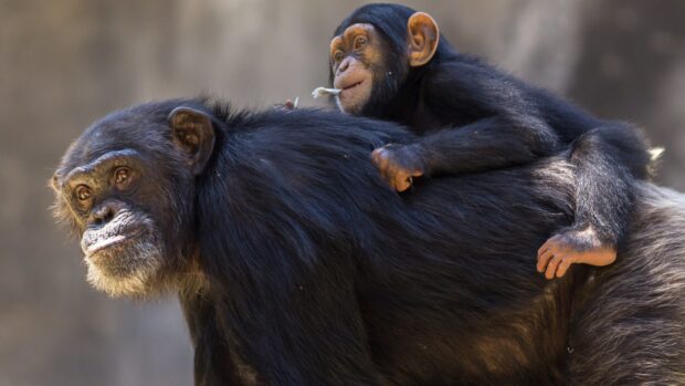 A baby chimpanzee riding on an adult chimpanzee in a close up wildlife scene