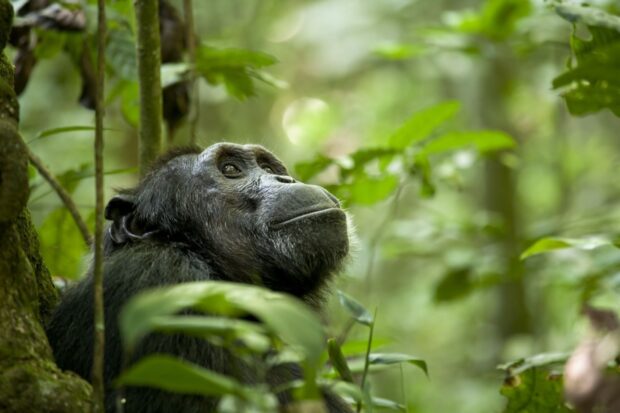 A chimpanzee sits thoughtfully among green forest leaves in this high quality wallpaper