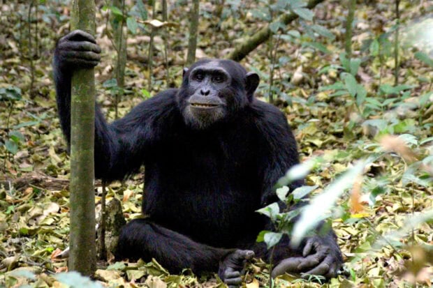 A chimpanzee sitting on forest floor holding a tree branch surrounded by leaves and plants