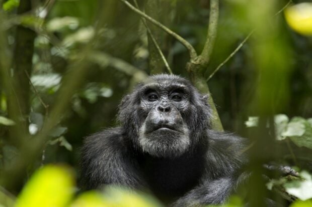 A close up of a chimpanzee resting among green jungle foliage in its natural habitat