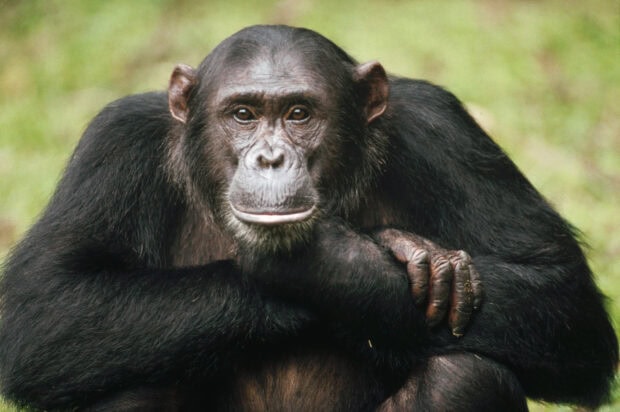A close up of a chimpanzee resting with a green blurred background in high resolution wallpaper