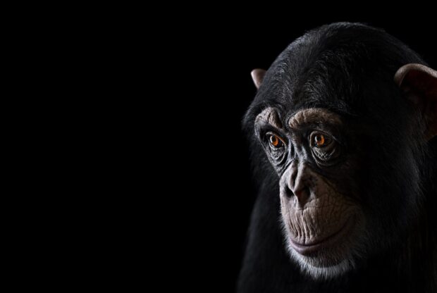 A close up portrait of a chimpanzee with expressive eyes against a black background