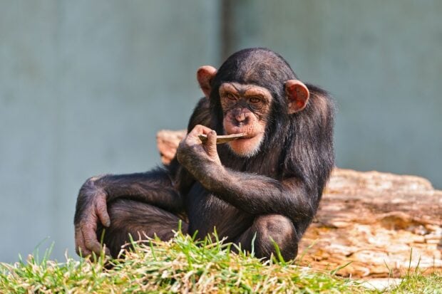 A chimpanzee chewing on a stick while sitting on grass with a blurred background