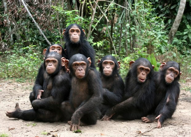 A group of seven chimpanzees sitting together in a forest clearing