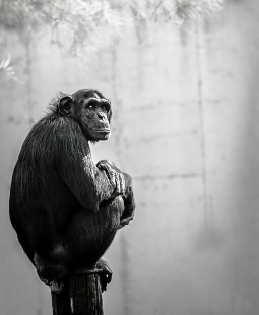 A black and white image of a chimpanzee sitting thoughtfully on a wooden post