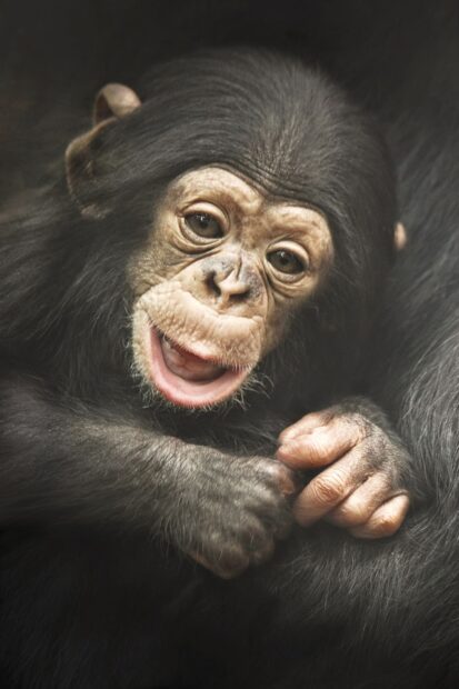 A close up of a joyful baby chimpanzee showing its face and hands in detail