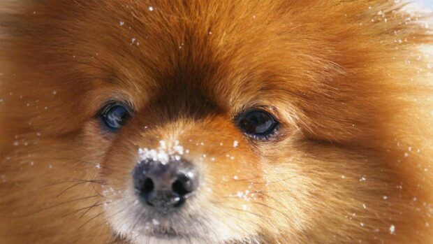 A detailed close up of a Pomeranian with snowflakes on its fur, HD Desktop Wallpaper