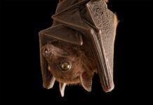 A close up view of a bat hanging upside down showing detailed fur and wings, HD Desktop Wallpaper