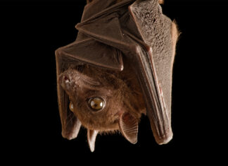 A close up view of a bat hanging upside down showing detailed fur and wings, HD Desktop Wallpaper