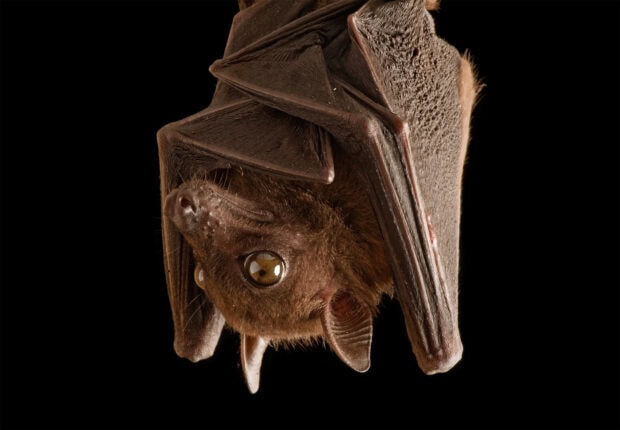 A close up view of a bat hanging upside down showing detailed fur and wings, HD Desktop Wallpaper