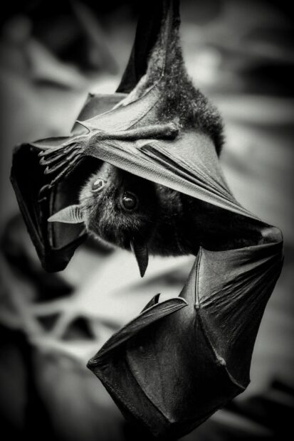 A close up of a bat hanging upside down showing its detailed wings and face, HD Phone Wallpaper