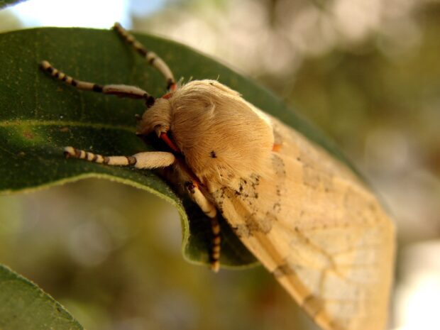 A beige moth with detailed wings is resting on a green leaf in this close up shot, HD Desktop Wallpaper