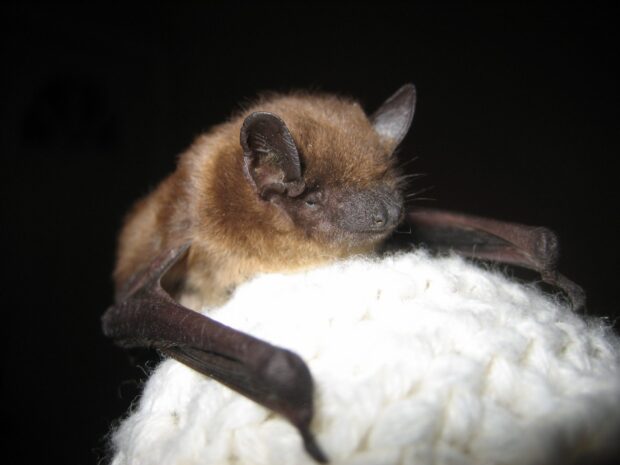 A close up of a brown bat resting on a white knitted fabric showing detailed fur and wings, HD Mobile Wallpaper