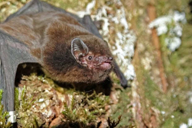 A brown bat is resting on moss and bark in its natural environment, HD Desktop Wallpaper