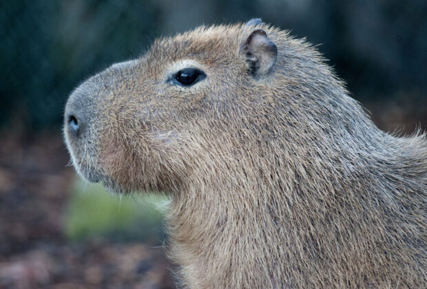 A close up of a capybara showing its fur texture and facial features in detail, HD Desktop Wallpaper