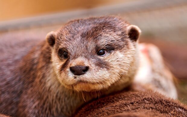 A close up view of a curious otter showing its detailed fur and bright eyes, HD Desktop Wallpaper