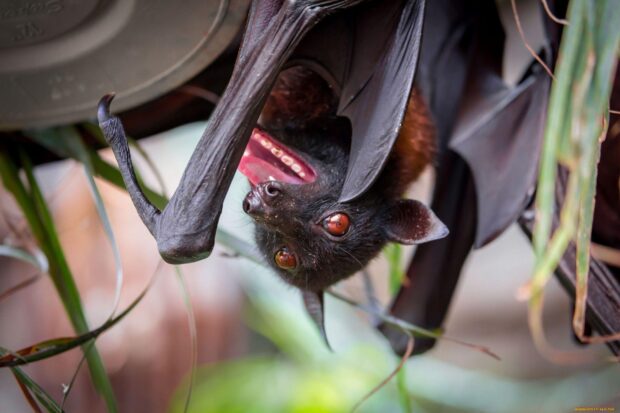 A close up of a bat showing its detailed face while hanging upside down, HD Desktop Wallpaper
