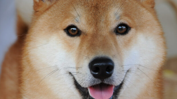 A joyful Shiba Inu is looking directly at the camera with its mouth slightly open, HD Desktop Wallpaper
