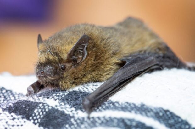 A small bat is resting on a fabric surface with clear details of its fur and wings, HD Desktop Wallpaper