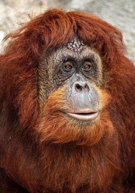 A close up of an orangutan showing detailed facial features and reddish fur, HD Phone Wallpaper