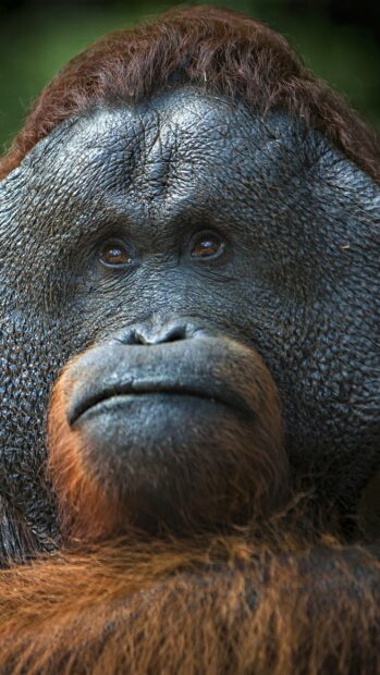A close up of a thoughtful orangutan face showing detailed skin texture and brown fur, 2K Phone Wallpaper