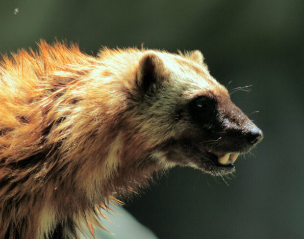A close up side view of a wolverine animal showing its fur and teeth, 2K Desktop Wallpaper