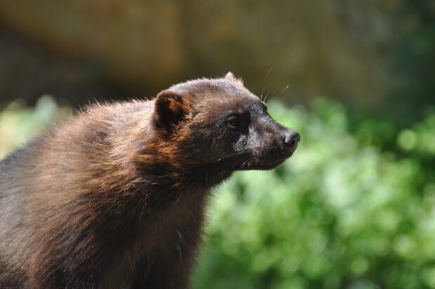 A wolverine animal is standing with a blurred green background, HD Desktop Wallpaper