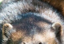 A close up of a wolverine animal showing detailed fur and intense eyes, HD Mobile Wallpaper