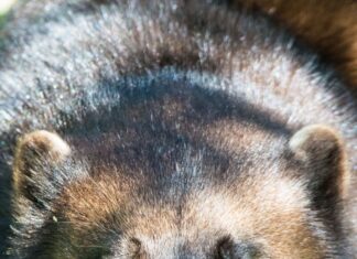 A close up of a wolverine animal showing detailed fur and intense eyes, HD Mobile Wallpaper